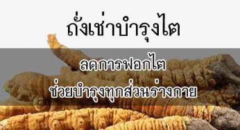 ถั่งเช่าบำรุงไต ลดการฟอกไตและฟื้นฟูร่างกายทุกส่วนได้ดีที่สุด