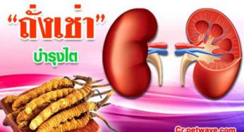 ถั่งเช่า บำรุงตับ ไต ลดการฟอกไตฟื้นฟูไต ยับยั้งเซลล์มะเร็ง