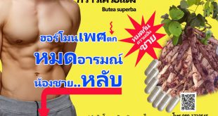 ยาบำรุงกำลังผู้ชาย กวาวเครือแดงหรือไวอกร้าไทย