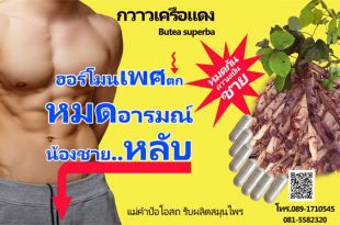 ยาบำรุงกำลังผู้ชาย กวาวเครือแดงหรือไวอกร้าไทย