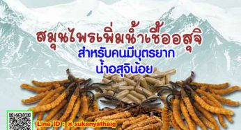 ถั่งเช่า สมุนไพรเพิ่มน้ำเชื้ออสุจิ น้ำเชื้ออ่อน มีบุตรยาก