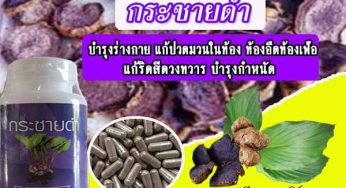 อาหารเสริมผู้สูงอายุ กระชายดำ ช่วยบำรุงกำลังลดการปวดเมื่อย