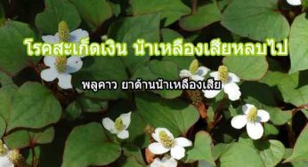 พลูคาว ยาต้านน้ำเหลืองเสีย รักษาโรคสะเก็ดเงินและโรคผิวหนัง