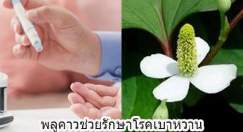 โรคเบาหวาน สะเก็ดเงินและน้ำเหลืองเสีย พลูคาว คาวตองเอาอยู่
