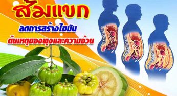 แนะนำสูตรลดน้ำหนัก ไขมันส่วนเกิน ไล่เซลลูไลน์สลายไขมันออกไป